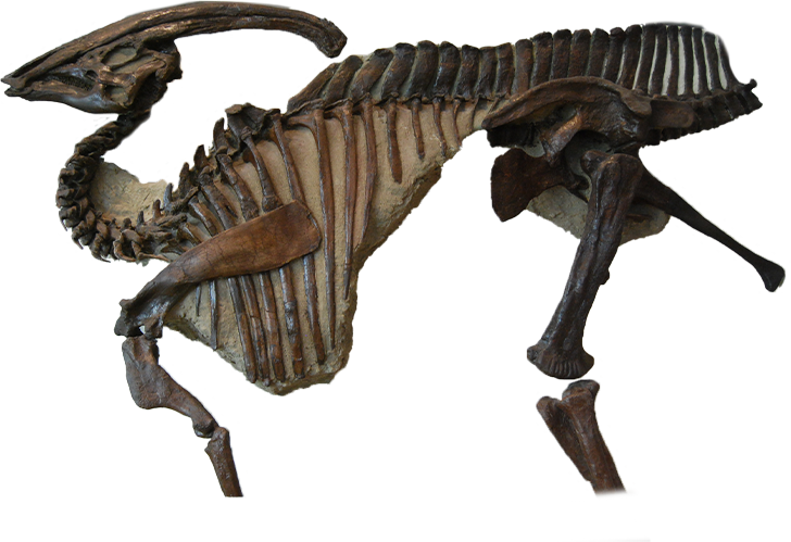 Parasaurolophus Walkeri Skull