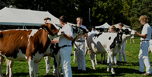 People grooming cows at an outdoor event with white tents in the background
